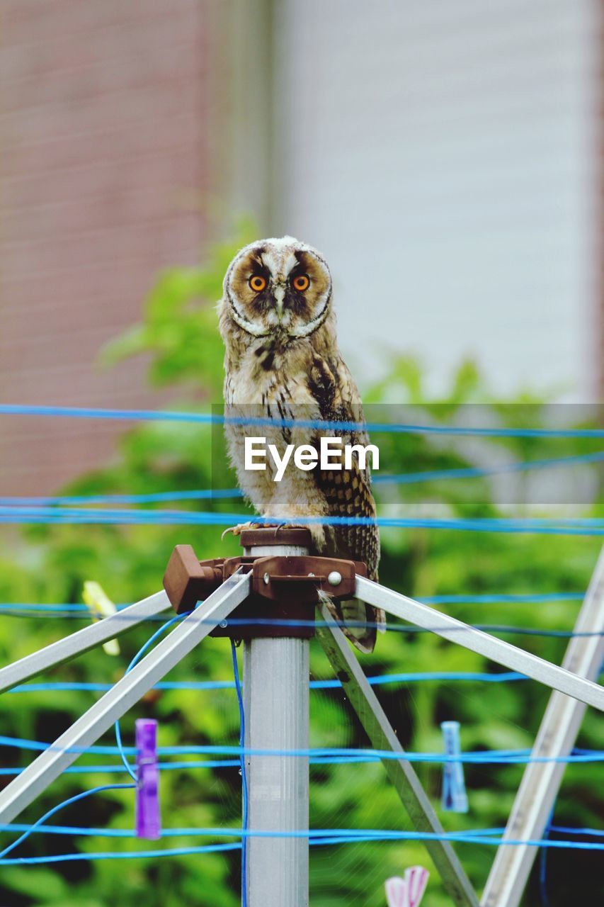 Portrait of owl perching on metal