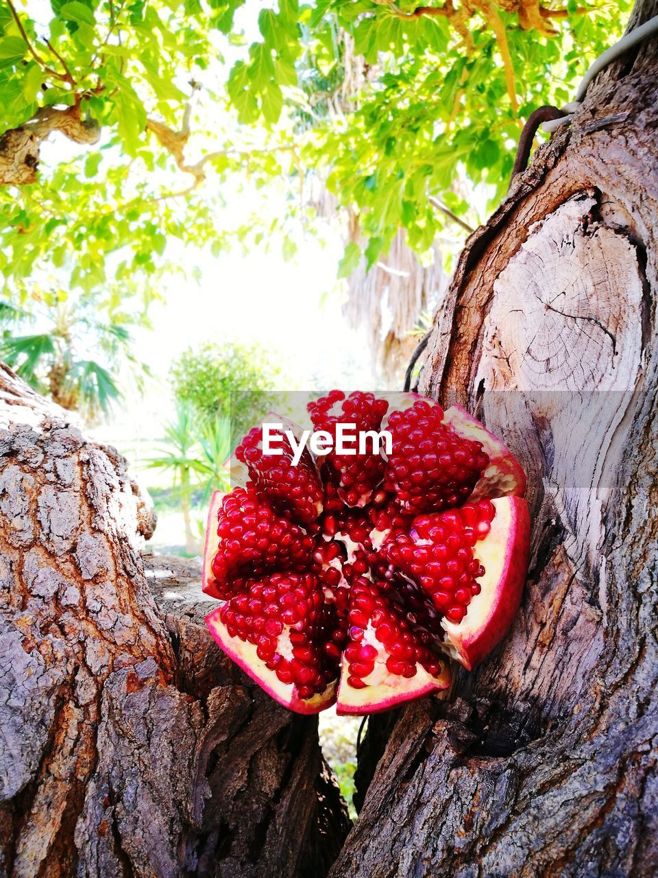 CLOSE-UP OF FRESH RED TREE