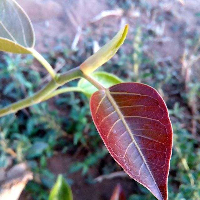 CLOSE-UP OF PLANT AGAINST BLURRED BACKGROUND