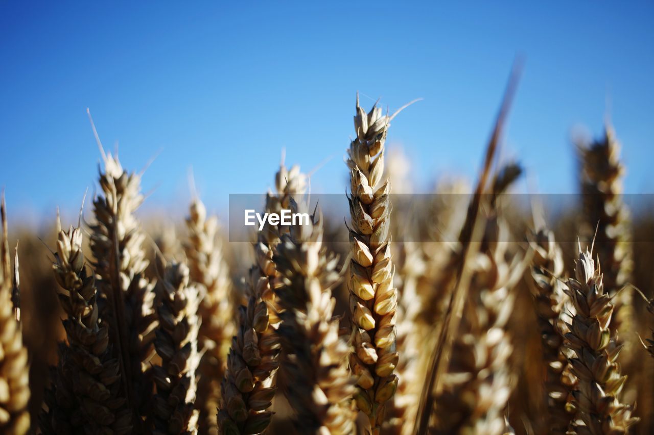 CLOSE-UP OF STALKS IN FIELD