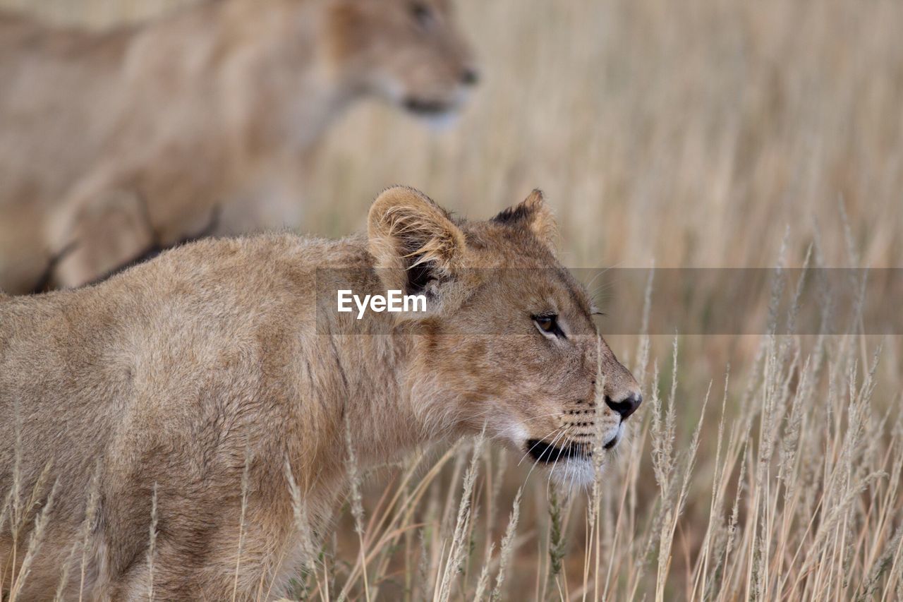 Close-up of a lion