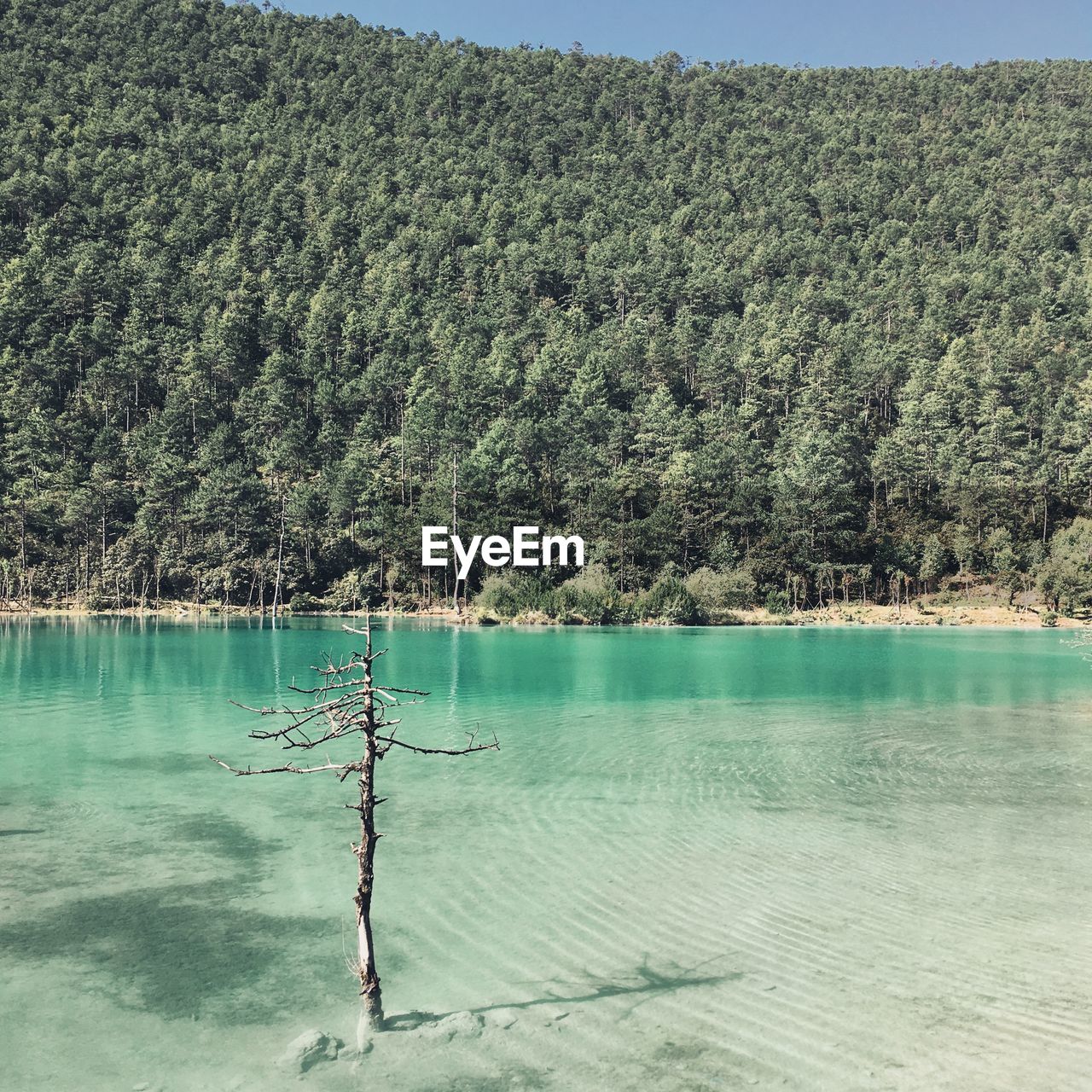 SCENIC VIEW OF LAKE AGAINST TREES IN FOREST