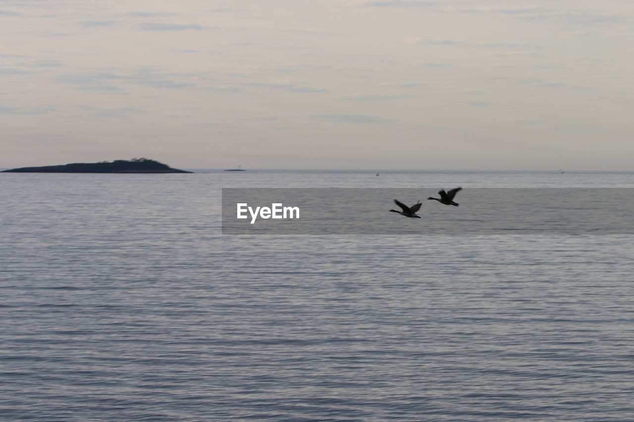 VIEW OF BIRDS IN SEA