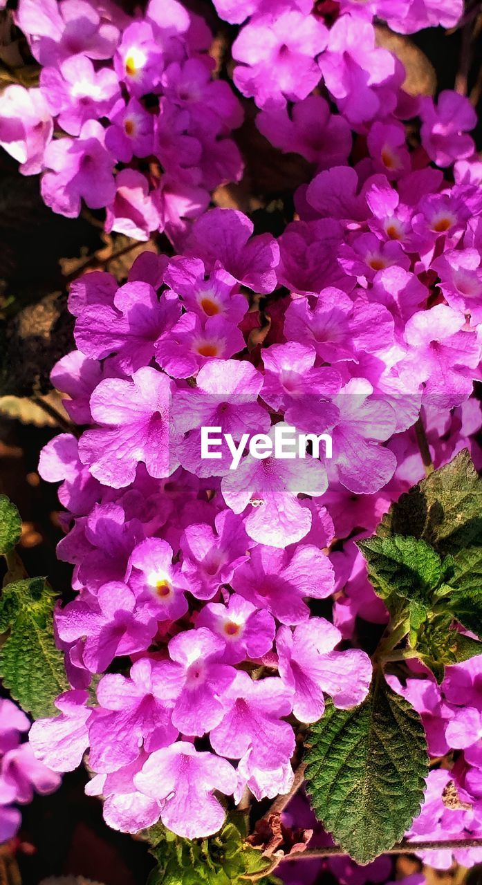 plant, flower, flowering plant, beauty in nature, freshness, fragility, growth, petal, pink, close-up, nature, flower head, inflorescence, no people, day, purple, springtime, high angle view, outdoors, leaf, plant part, blossom, botany, hydrangea
