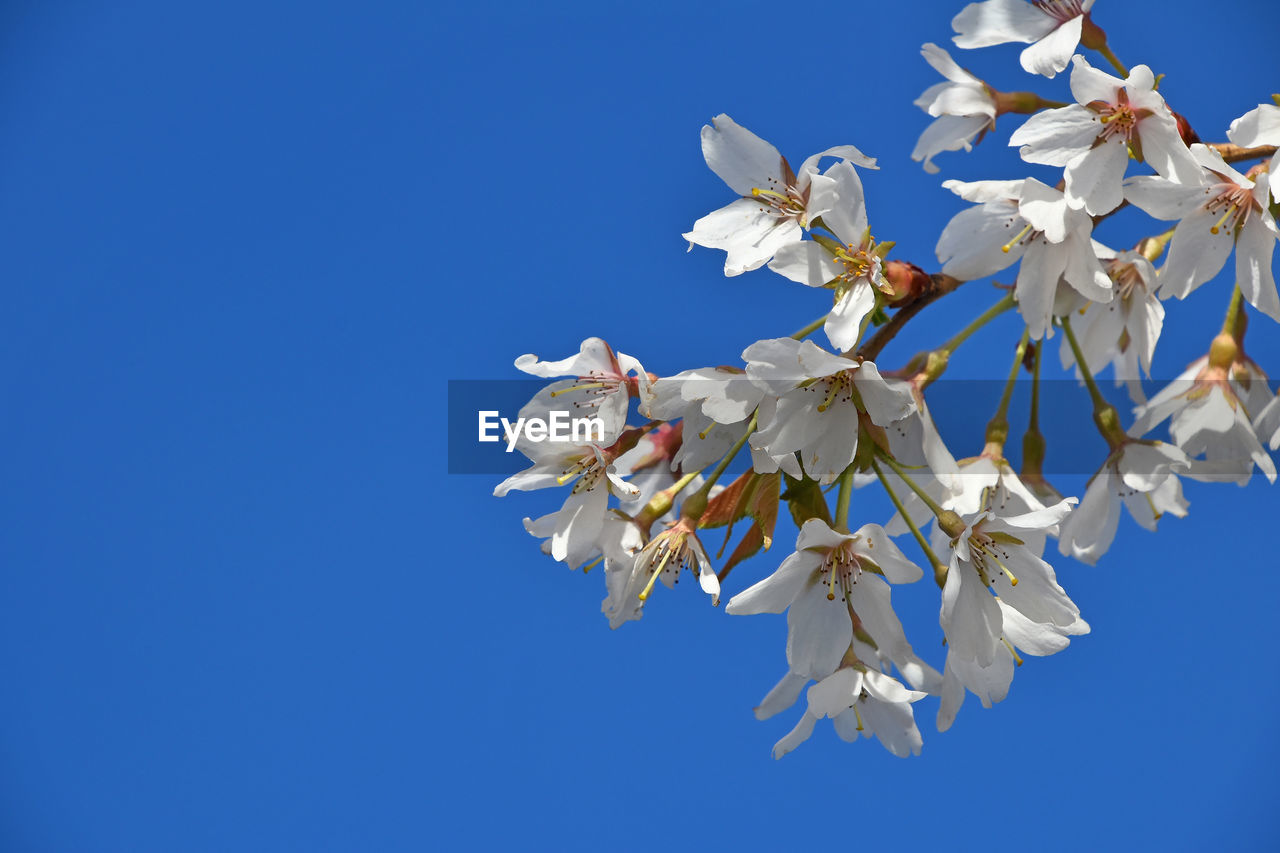 Low angle view of white flowers against clear blue sky