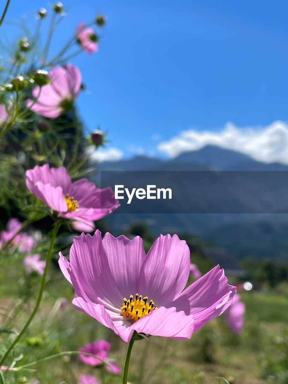 Close-up of insect on pink flower