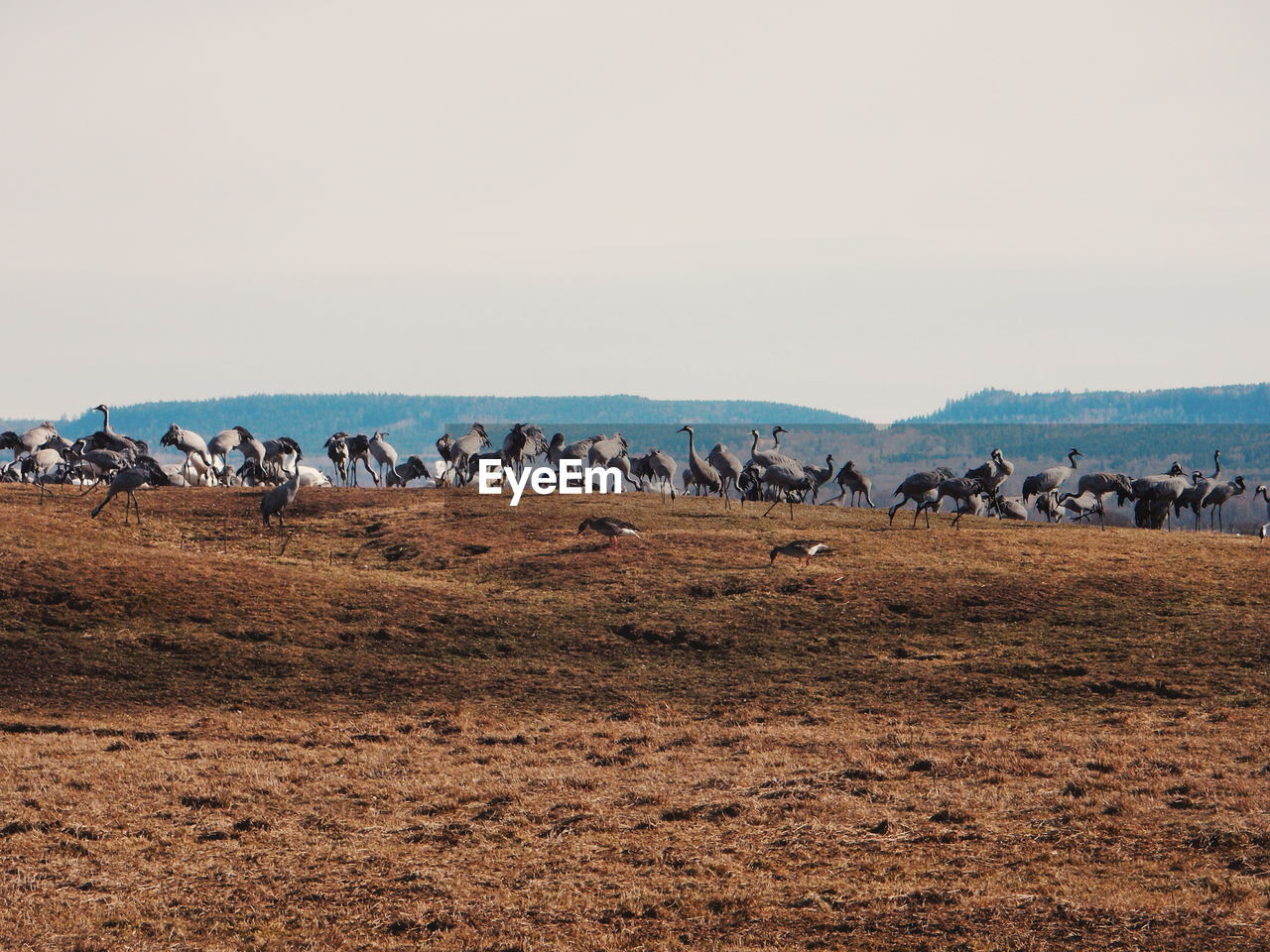 Flock of cranes on field against clear sky