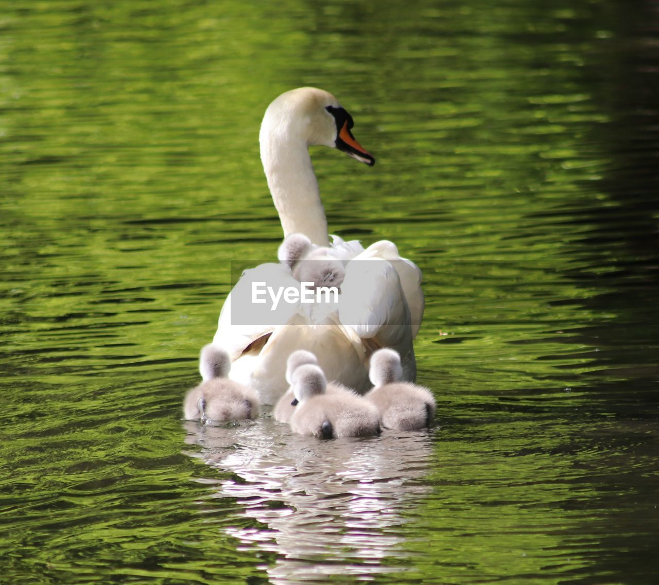 Swan with young animals swimming in lake