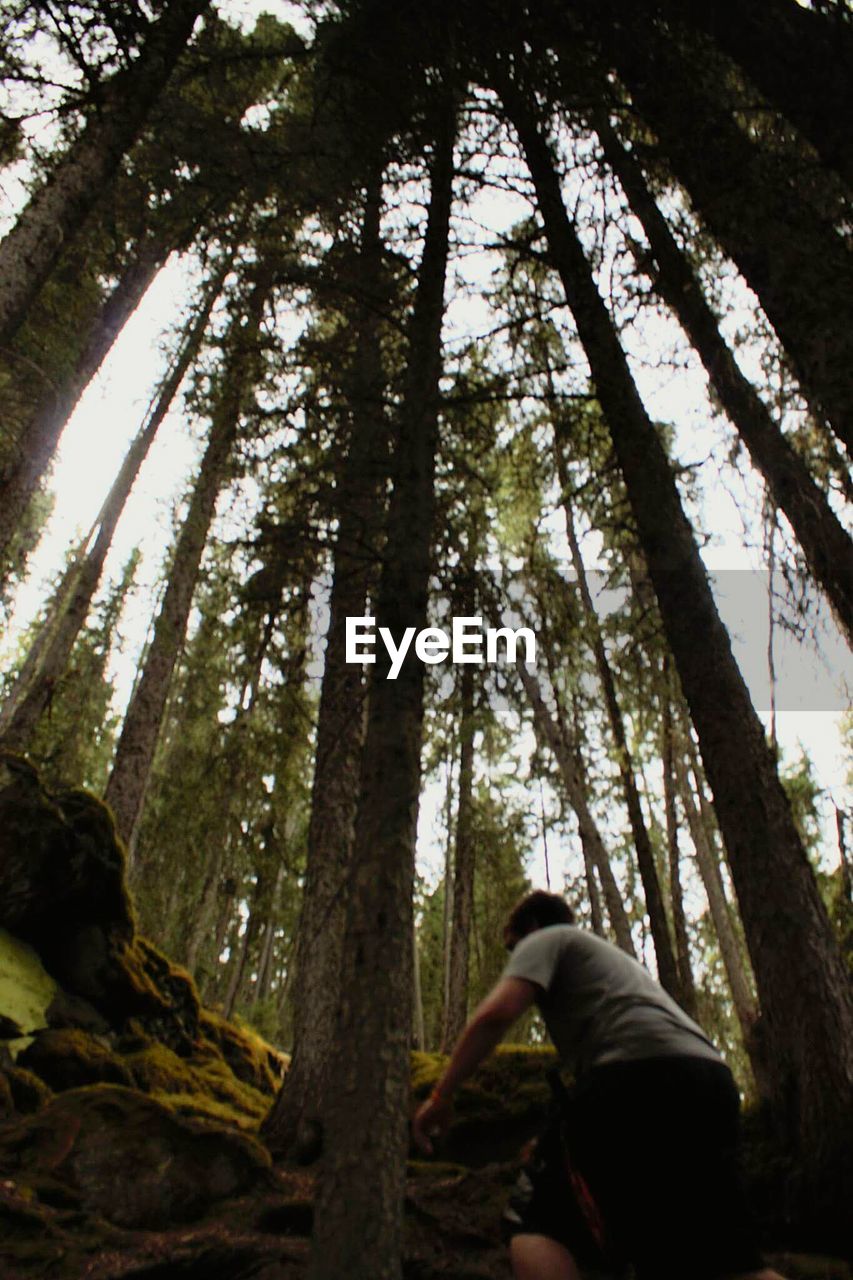 LOW ANGLE VIEW OF TREES AGAINST SKY IN FOREST