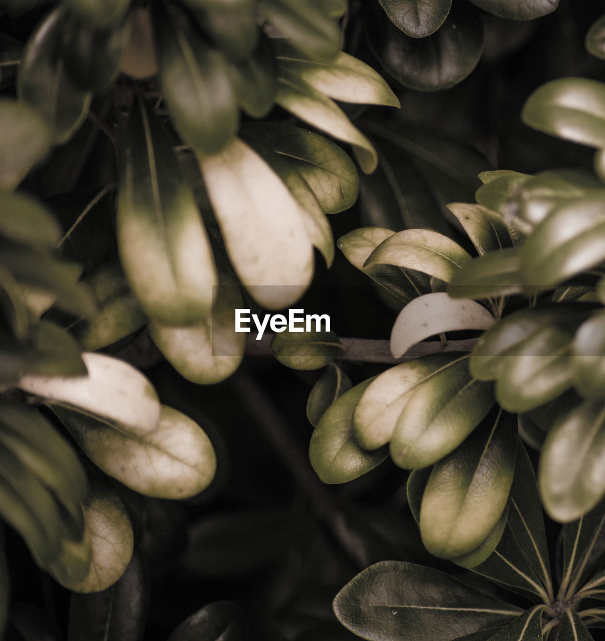 FULL FRAME SHOT OF FRESH GREEN LEAVES