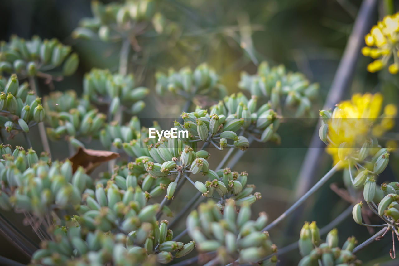 close-up of flowers blooming outdoors