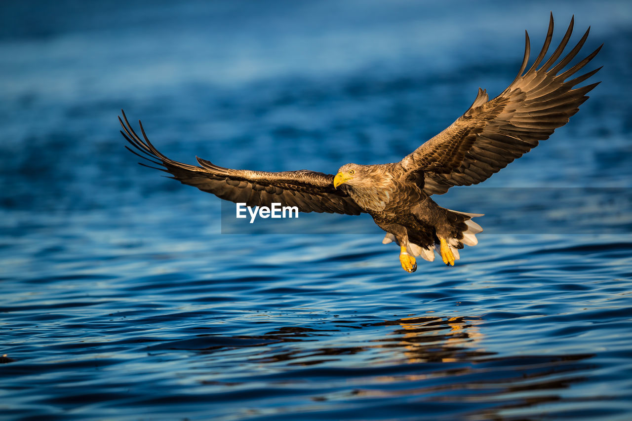 Close-up of eagle flying over sea