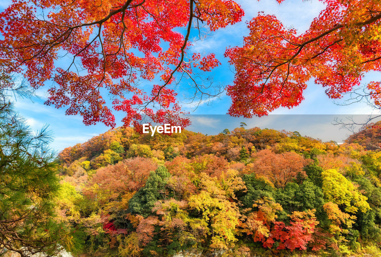 LOW ANGLE VIEW OF AUTUMNAL TREE AGAINST ORANGE SKY