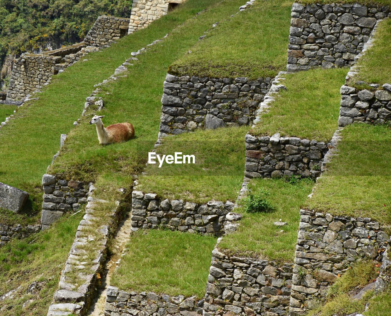 HIGH ANGLE VIEW OF STONE WALL IN GREEN GRASS