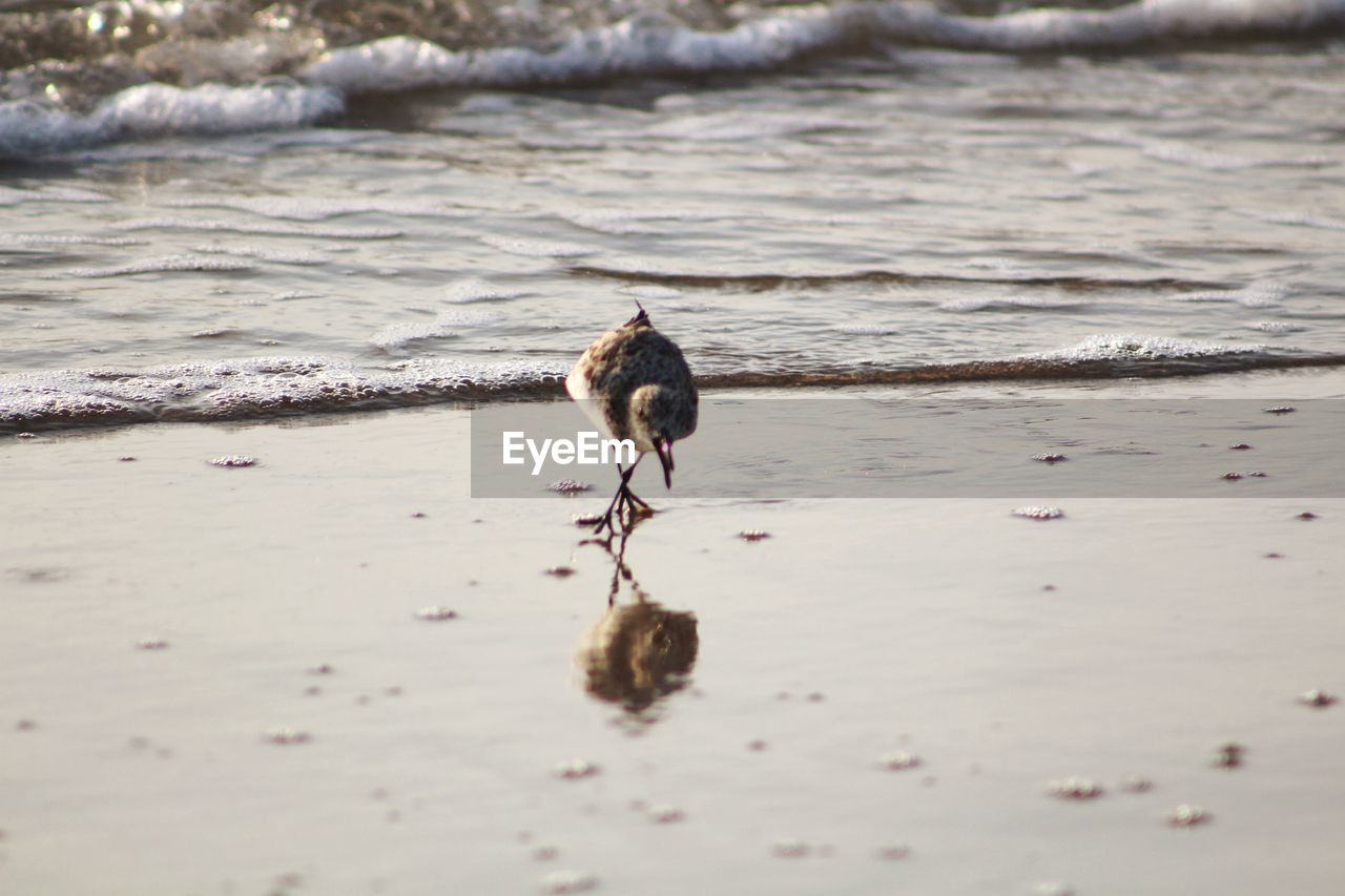 BIRD PERCHING ON BEACH