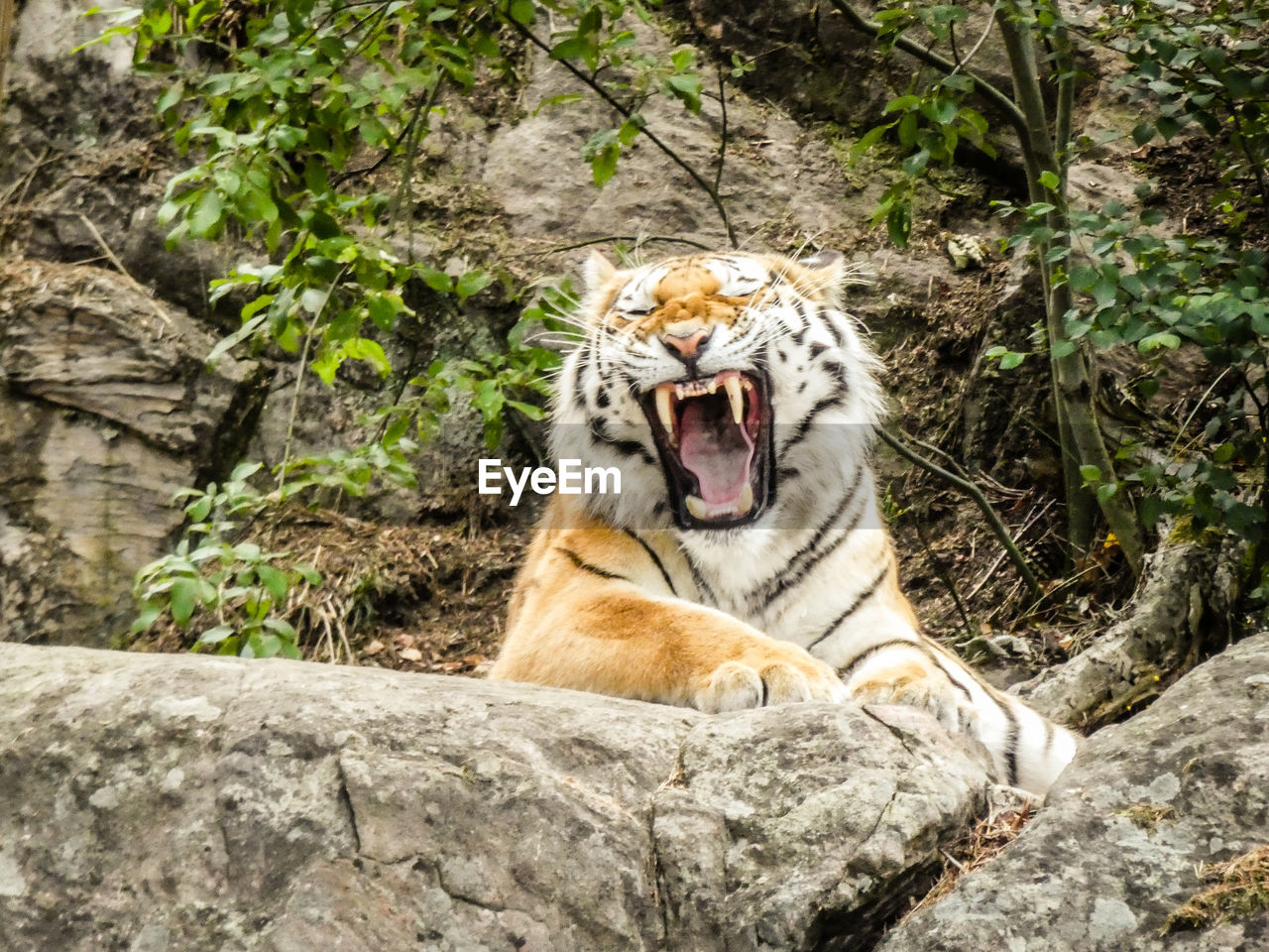 Tiger lying on rock