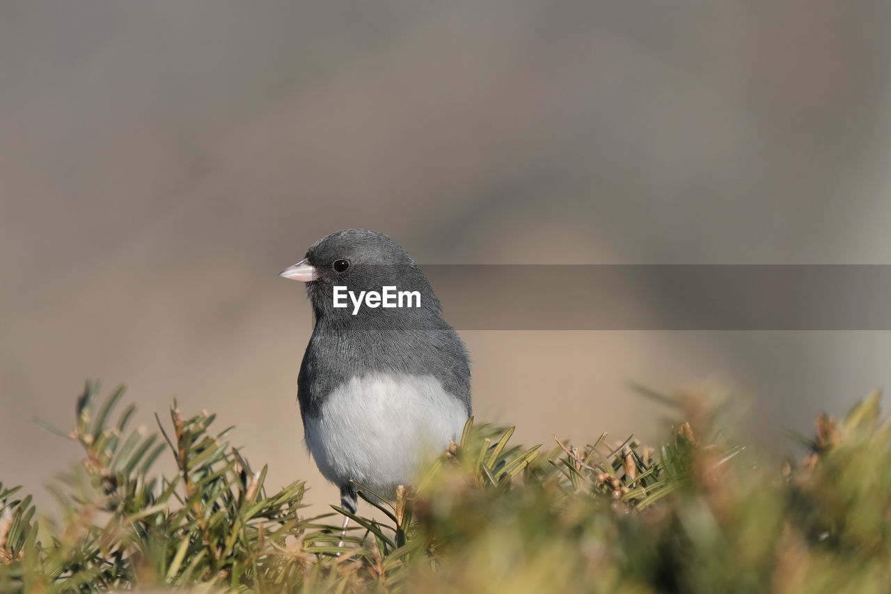 Junco perched