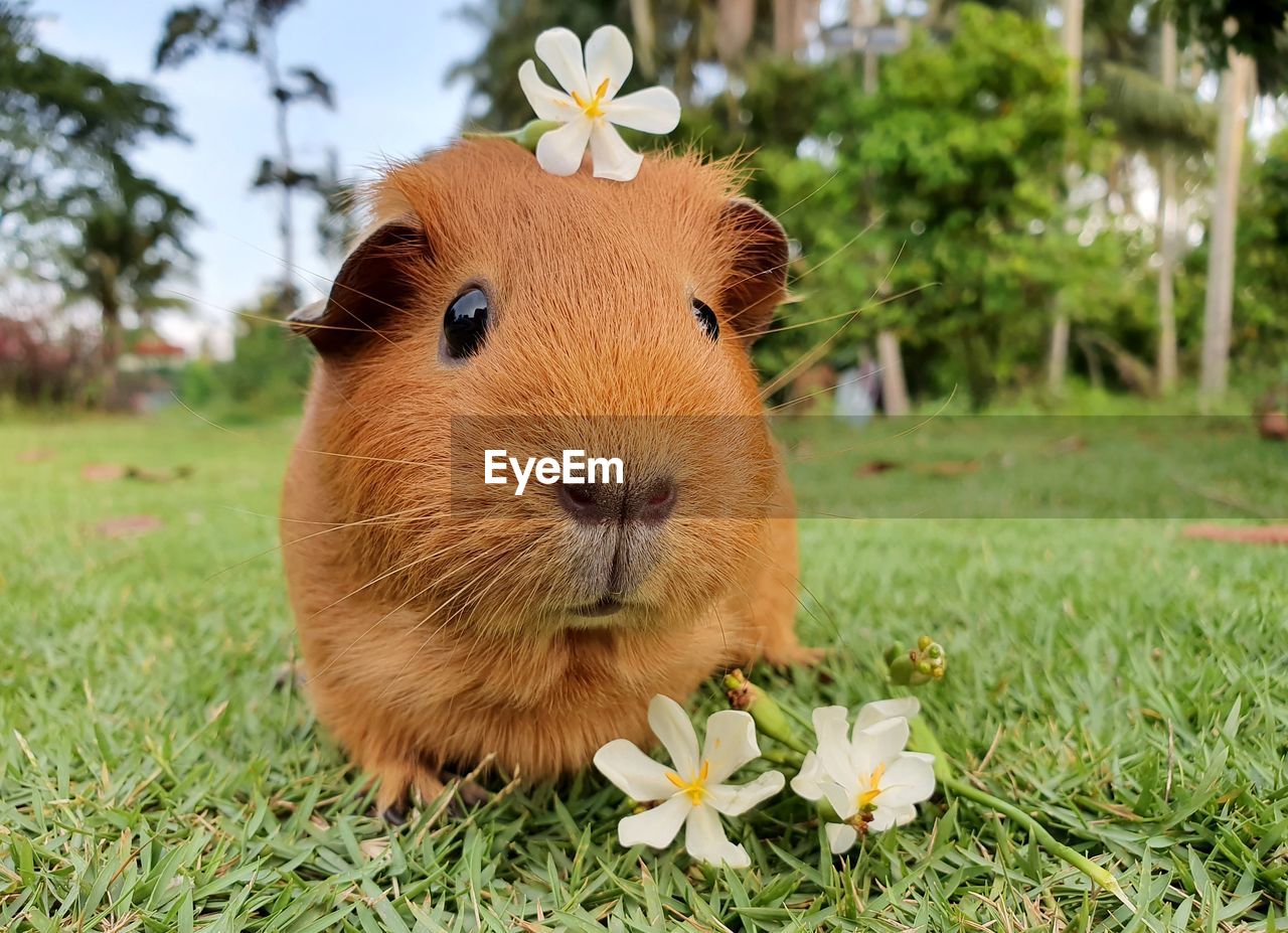 Close-up of a guinea pig on field