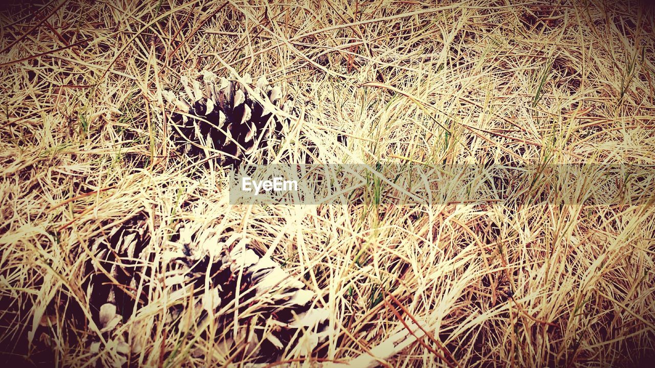 Fallen pine cones