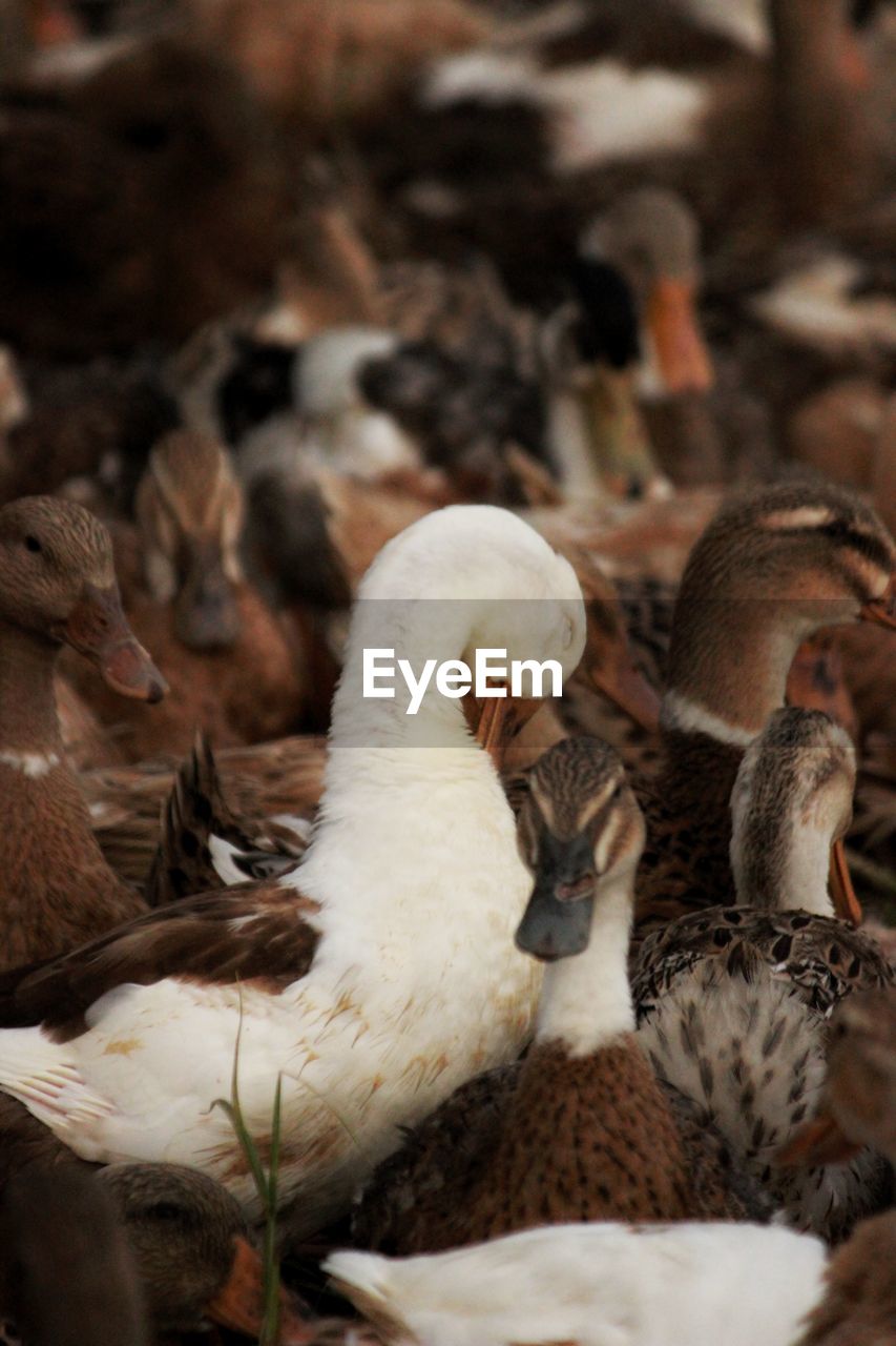 VIEW OF BIRDS AND DUCKS IN A FOREST