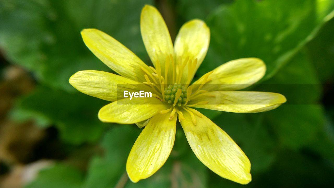 Close-up of yellow flower blooming outdoors