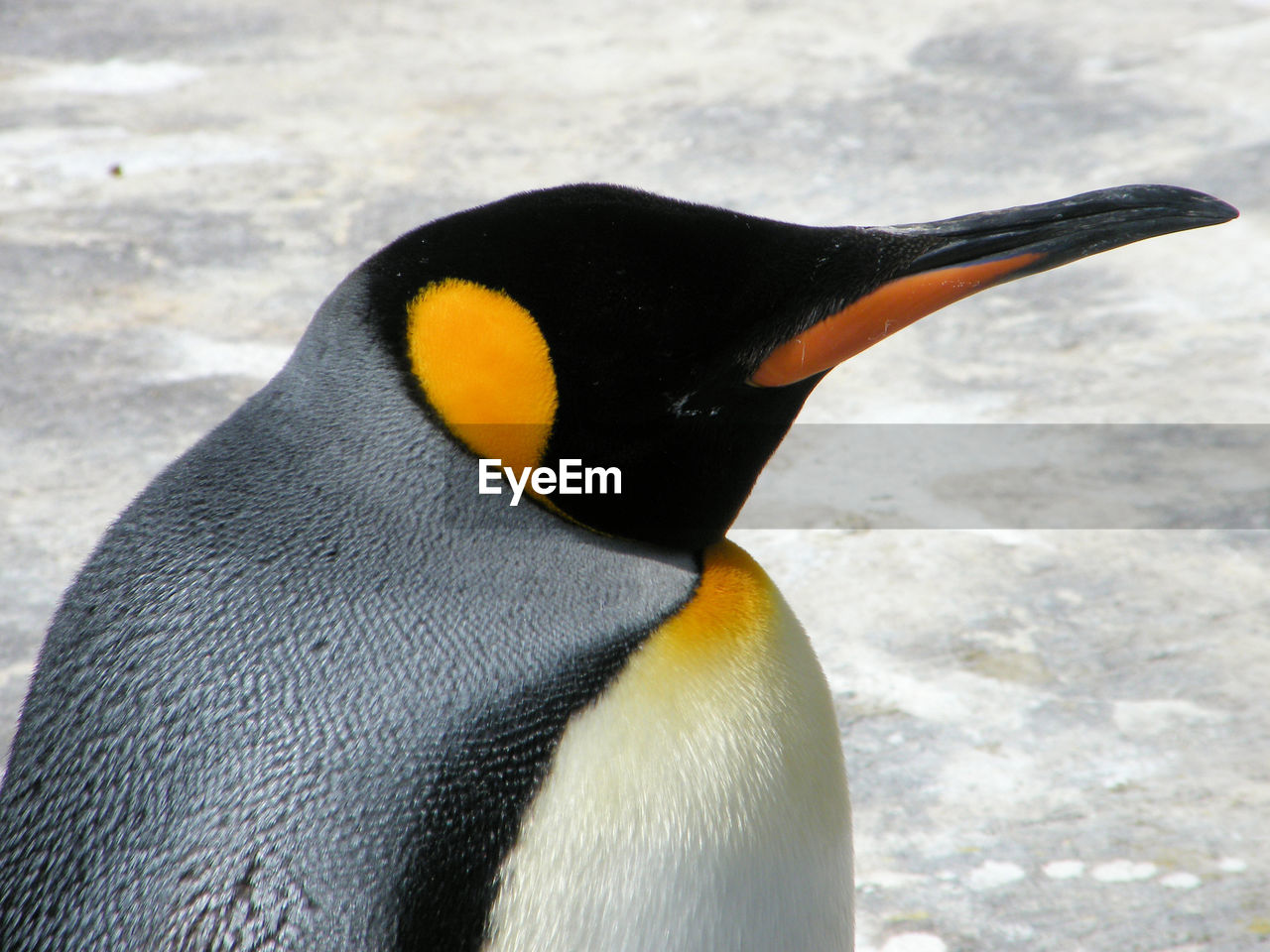 CLOSE-UP OF BIRD