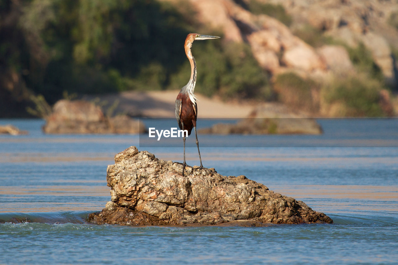 Bird perching on rock in lake