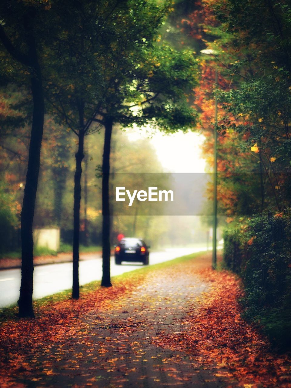 DIRT ROAD AMIDST TREES DURING AUTUMN