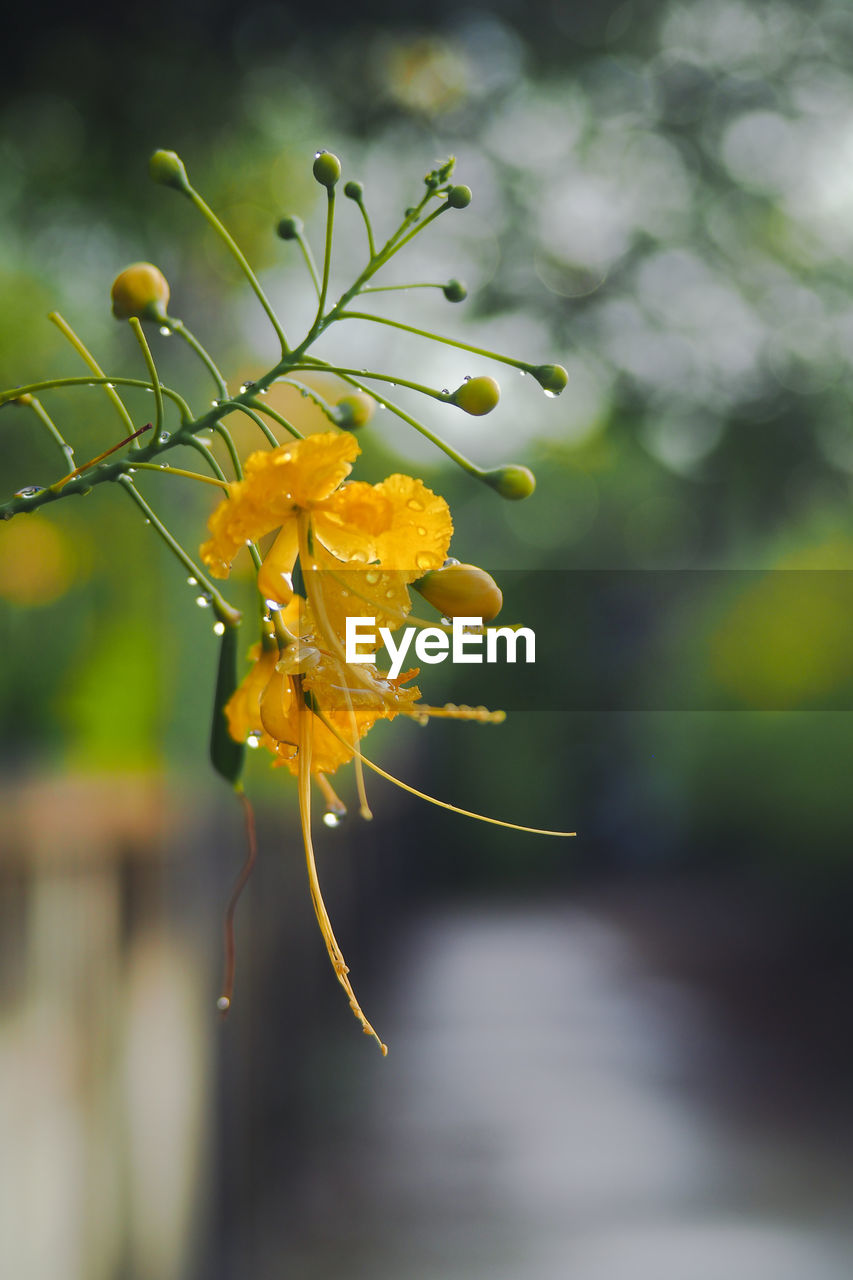 Close-up of yellow flowering plant