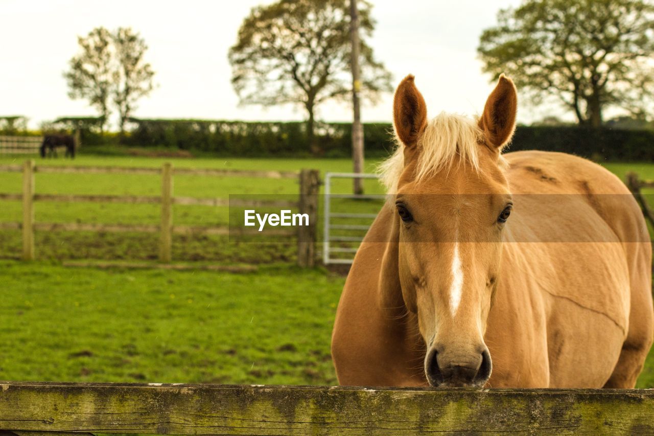 Horse in ranch