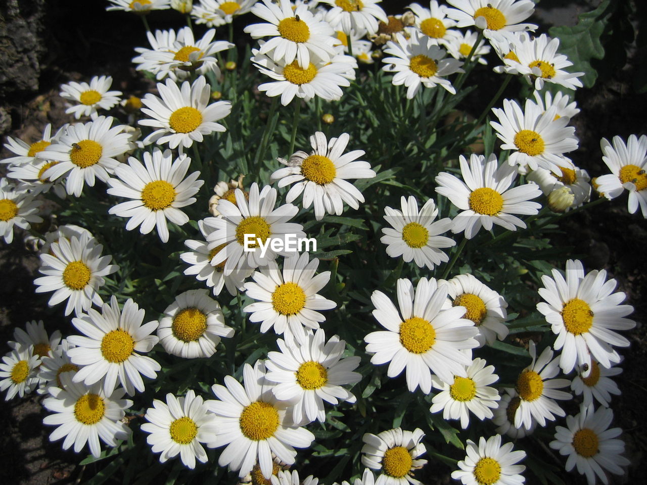 HIGH ANGLE VIEW OF WHITE DAISY FLOWERS