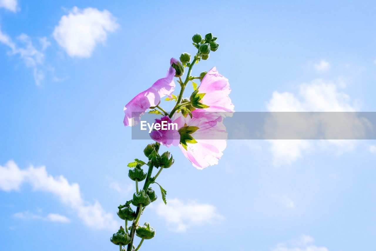 Low angle view of pink flowers blooming outdoors