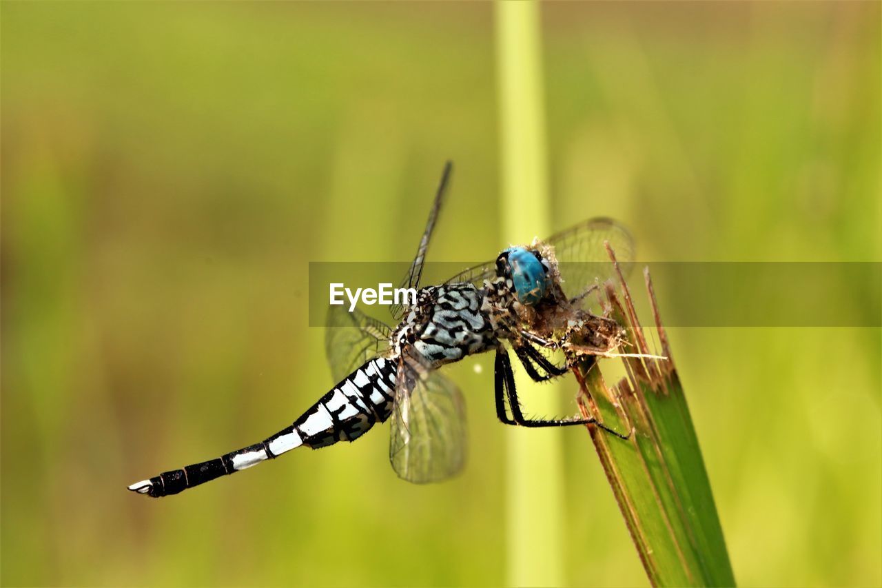 Close-up of dragonfly on plant