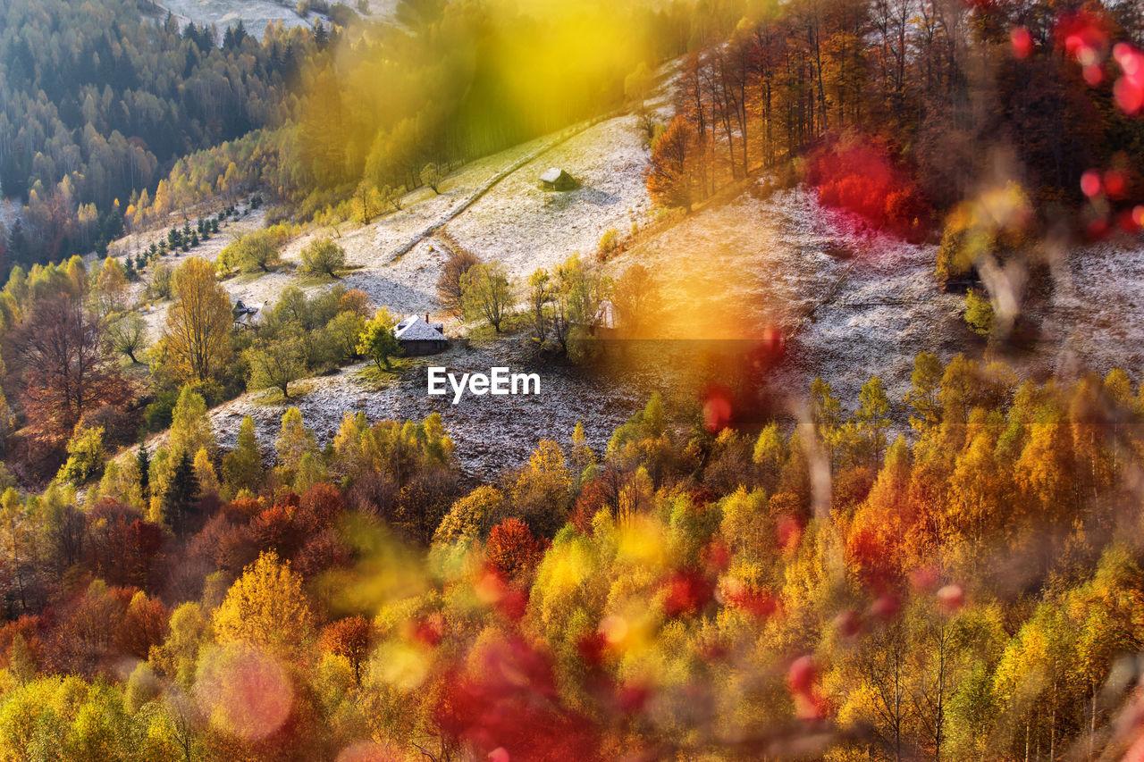 AUTUMN TREES ON MOUNTAIN