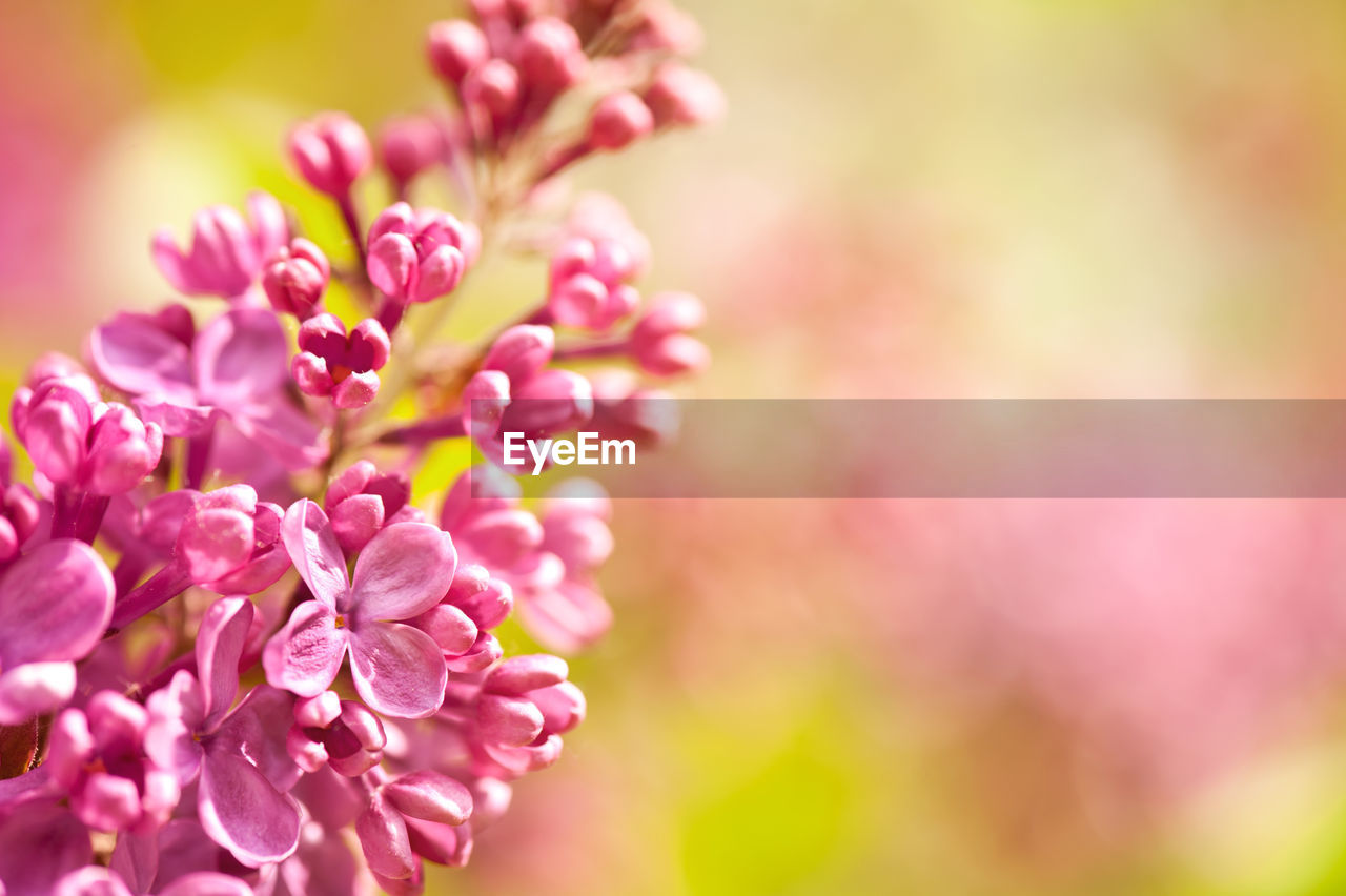 CLOSE-UP OF PINK FLOWERS