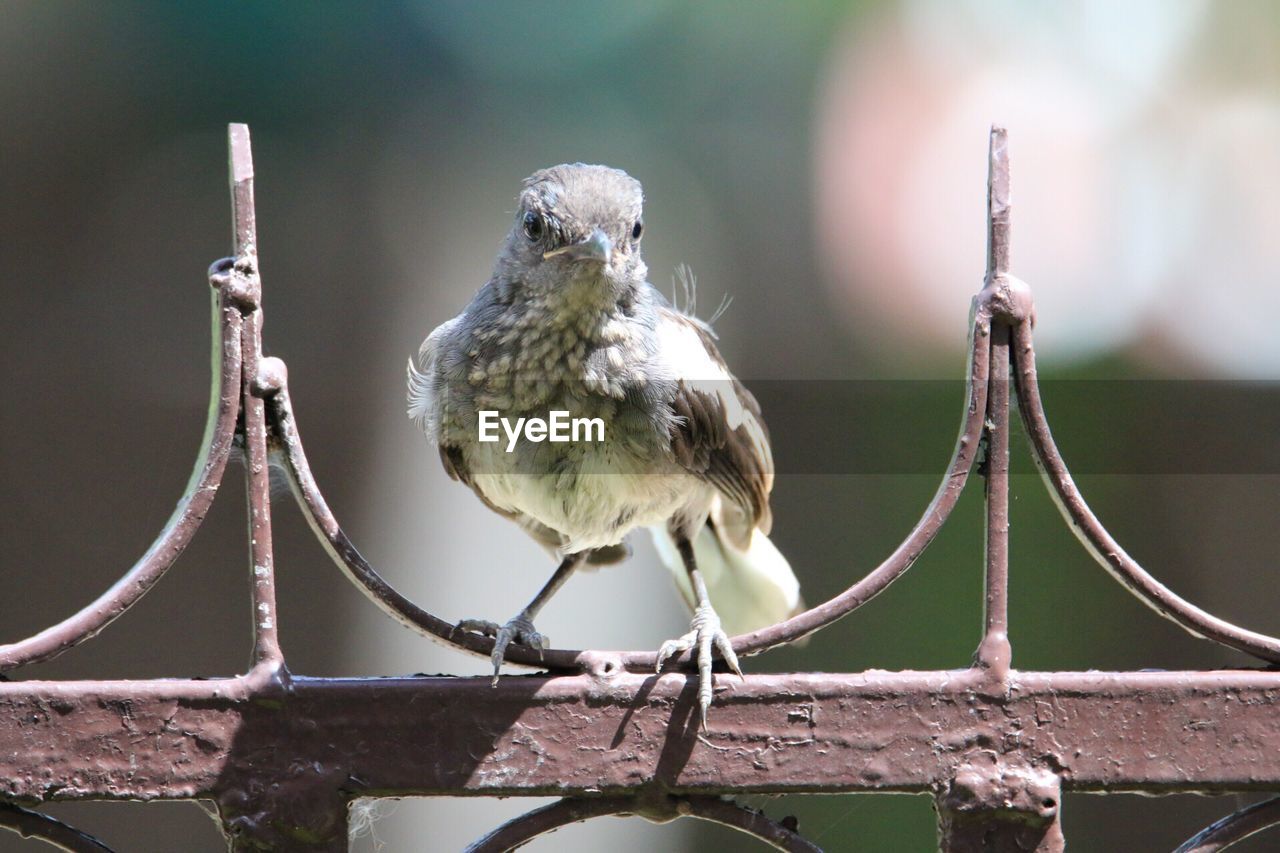 Close-up of bird perching on metal gate