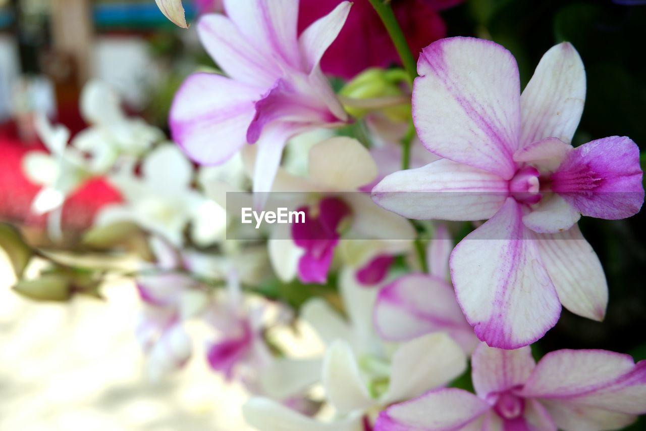 CLOSE-UP OF PURPLE FLOWERING PLANTS