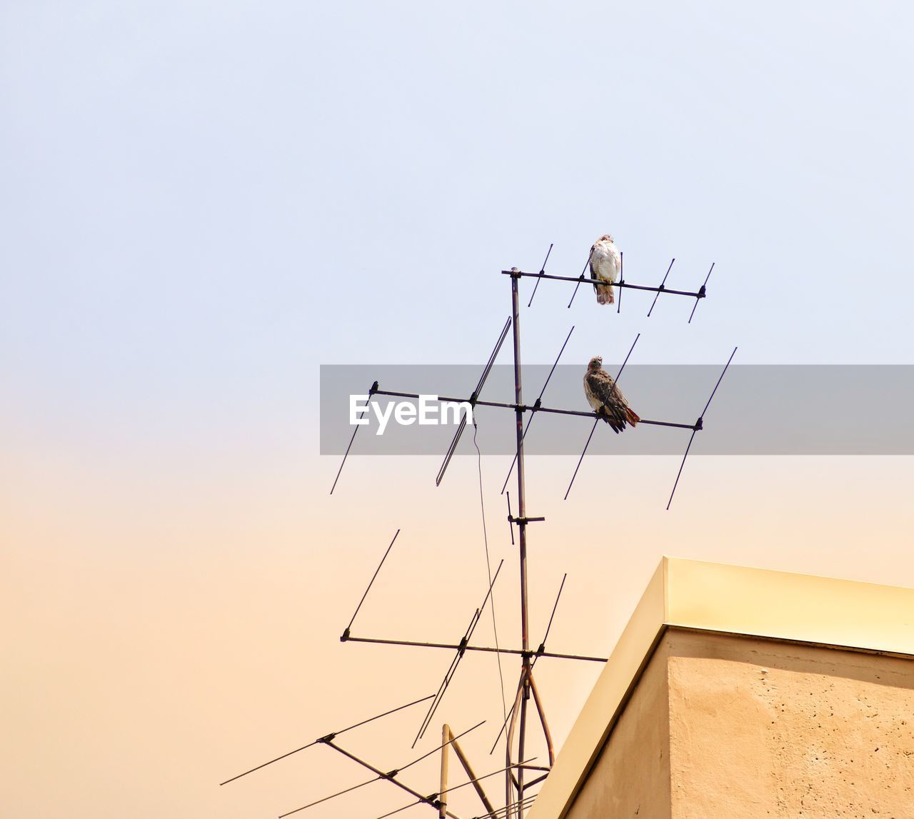 Red tail falcon perch on antenna 