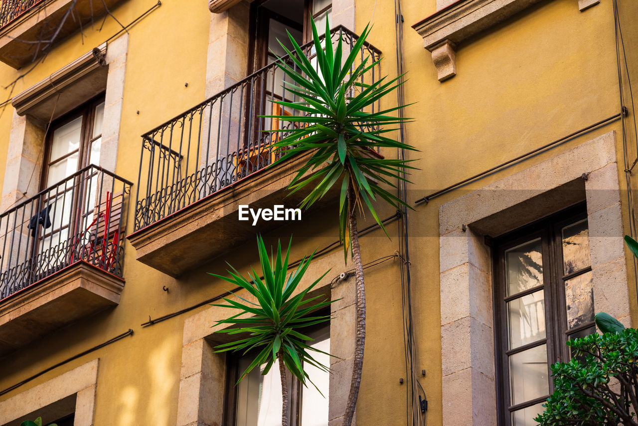 low angle view of palm tree by building