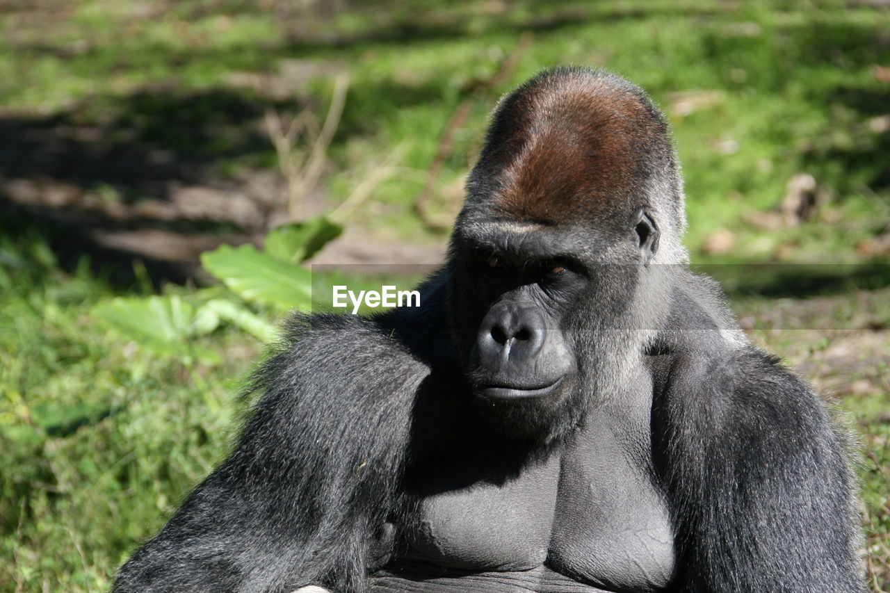 Close-up of gorilla sitting on field during sunny day