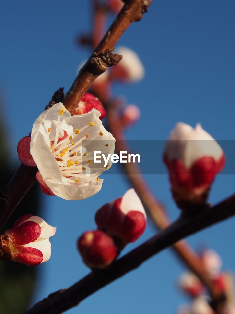 LOW ANGLE VIEW OF CHERRY BLOSSOMS ON TWIG