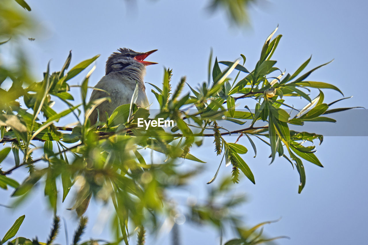 LOW ANGLE VIEW OF BIRD PERCHING ON BRANCH AGAINST PLANTS