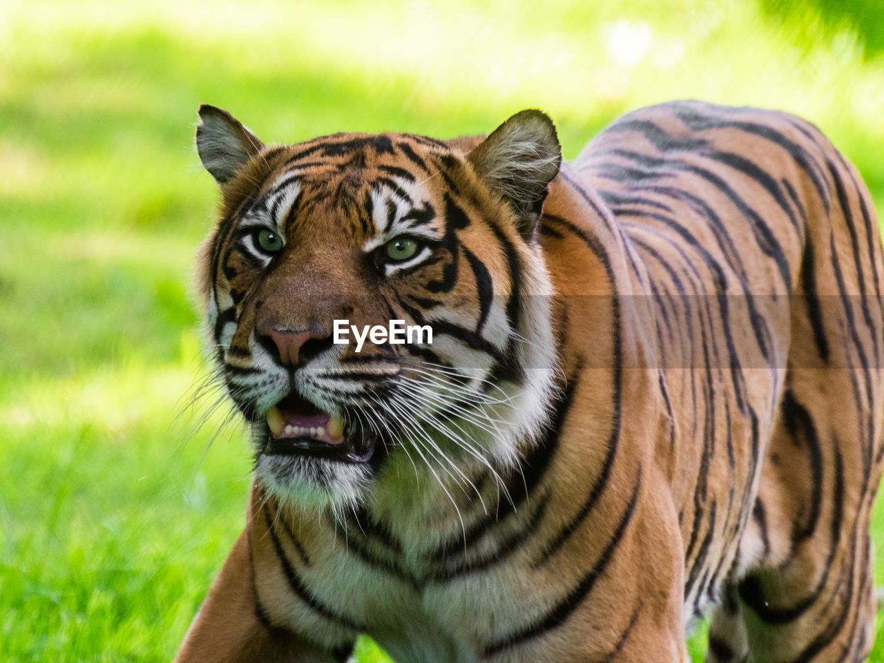 PORTRAIT OF A TIGER