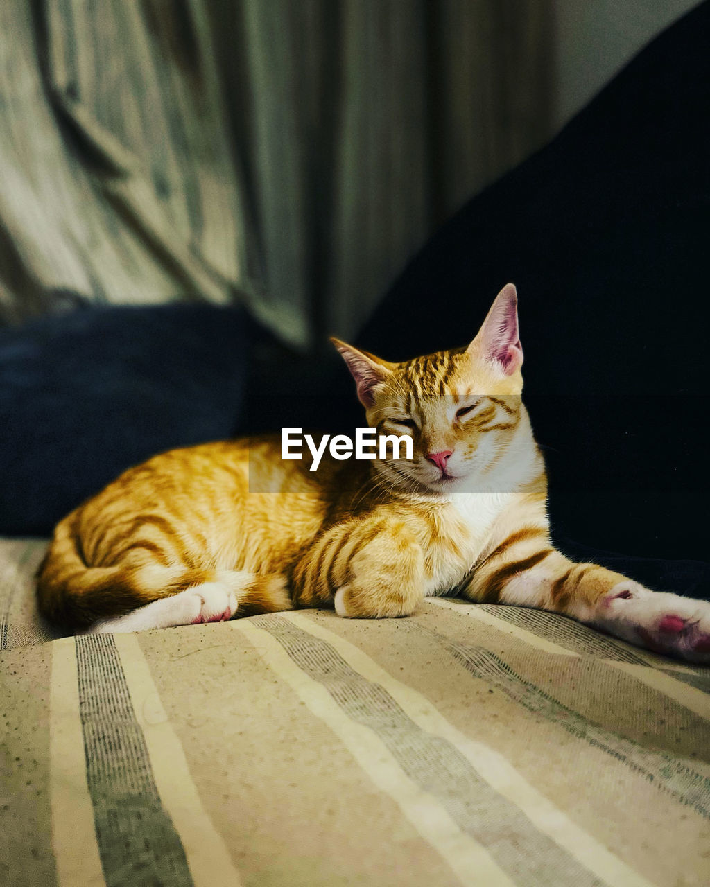 Close-up of cat lying on bed