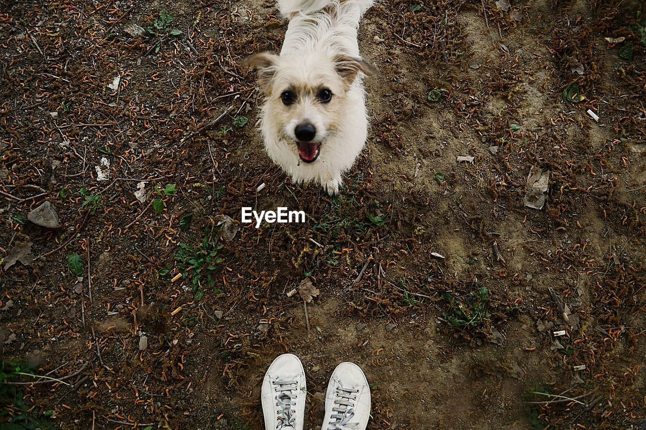 LOW SECTION OF PERSON WITH DOG STANDING ON STREET