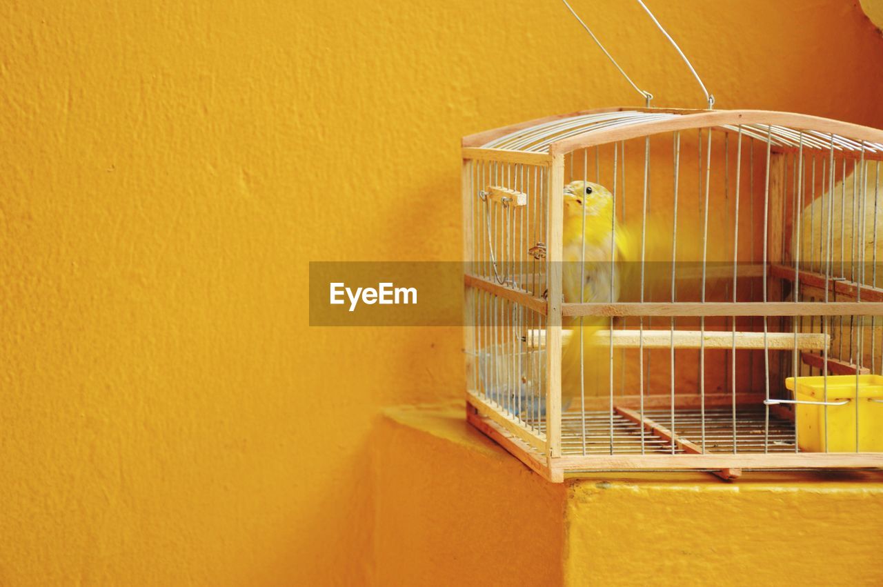 Bird in cage by yellow wall