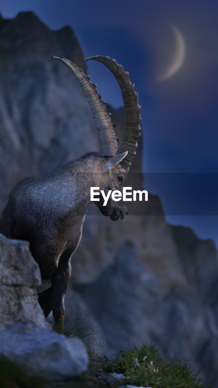 Close-up of a male ibex at night with moon in the back.