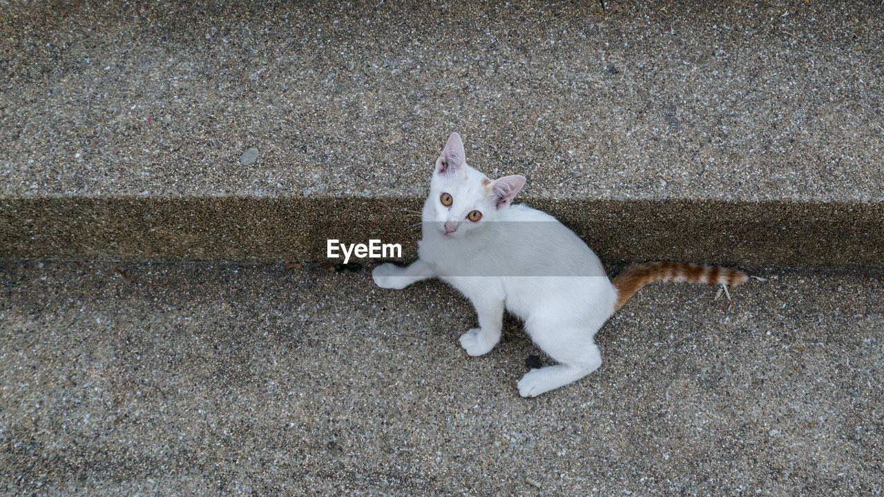 Portrait of white cat on concrete steps