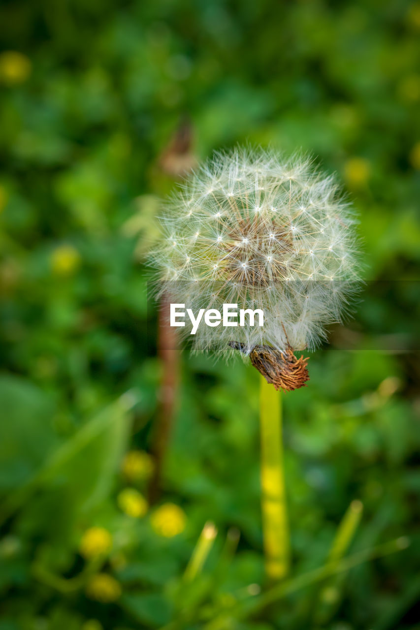 Close-up of dandelion flower