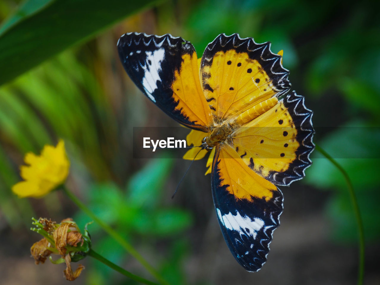 CLOSE-UP OF BUTTERFLY ON FLOWER